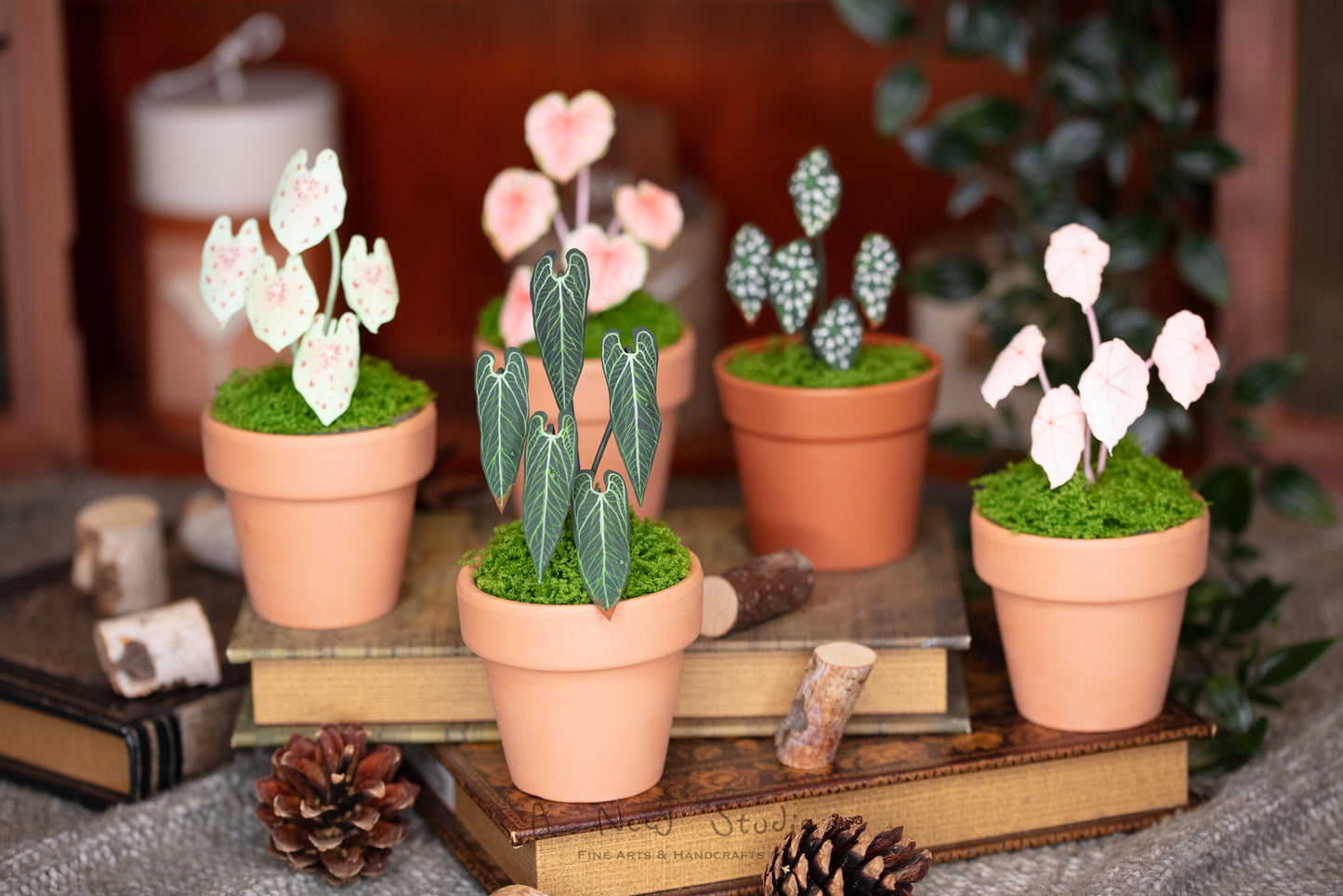 Anthurium Warocqueanum- Clay Plant