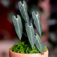 Anthurium Warocqueanum- Clay Plant