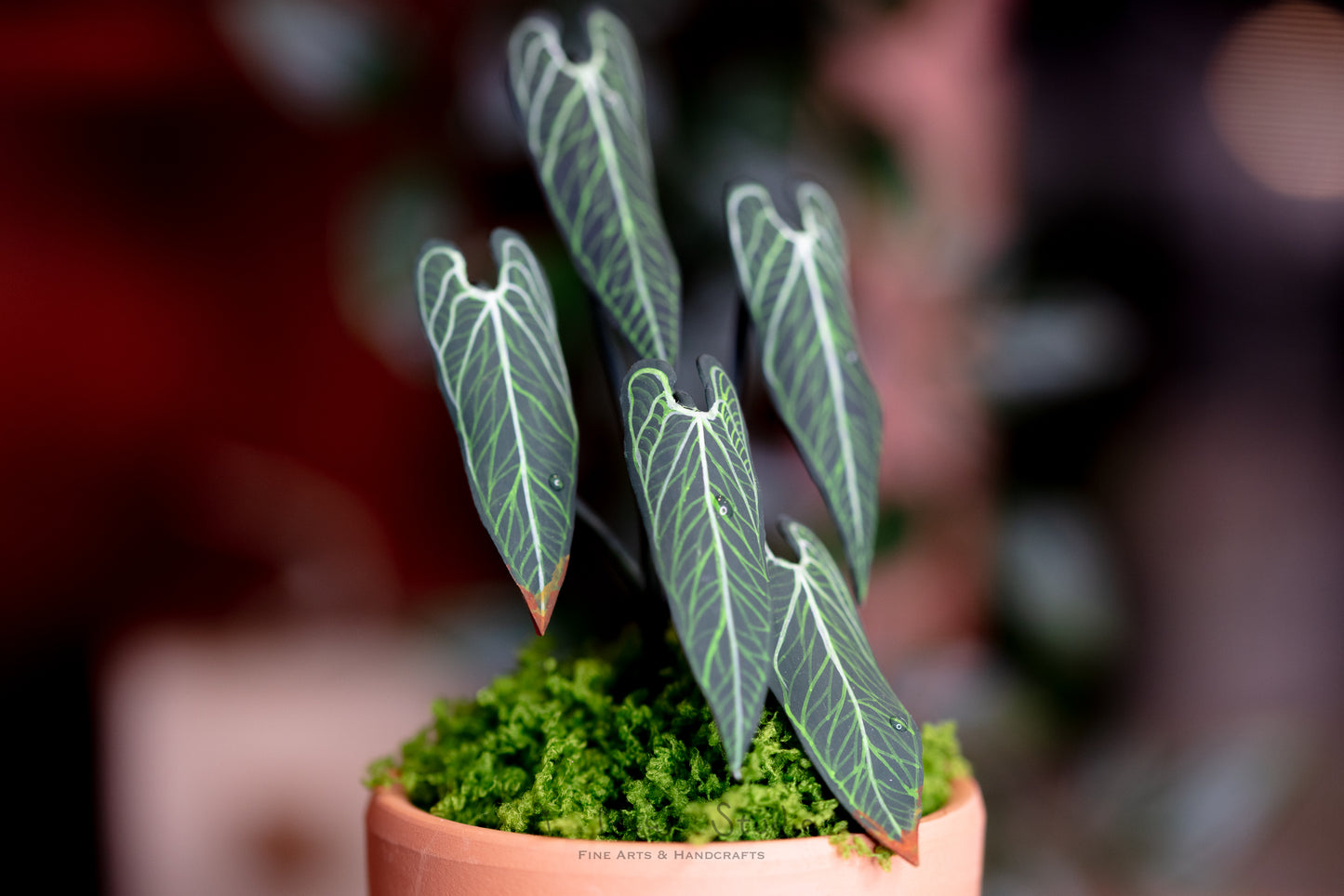 Anthurium Warocqueanum- Clay Plant