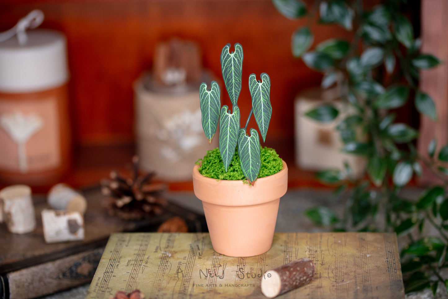 Anthurium Warocqueanum- Clay Plant