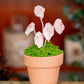 Begonia Rex- Clay Plant