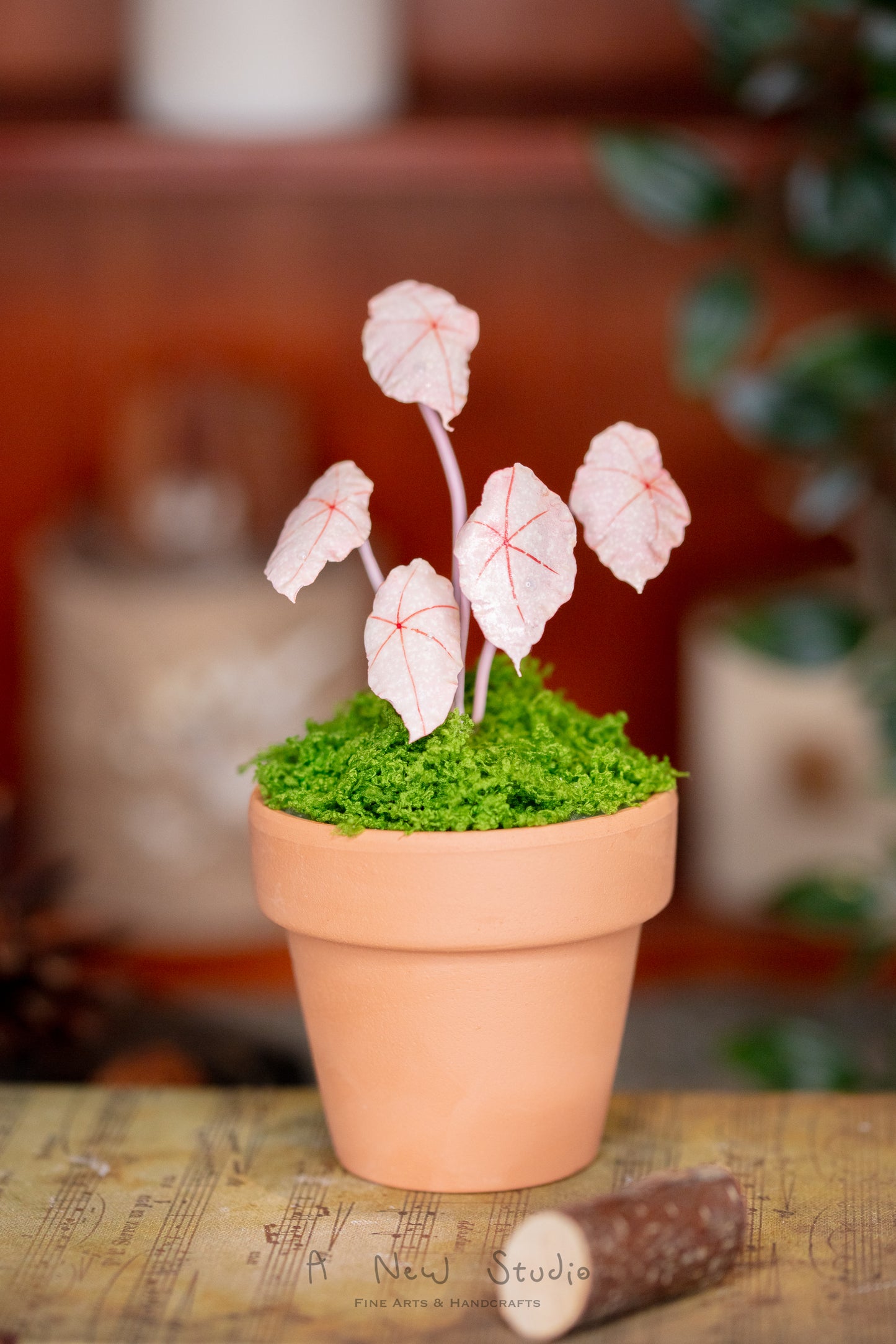 Begonia Rex- Clay Plant
