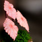 Begonia Rex- Clay Plant