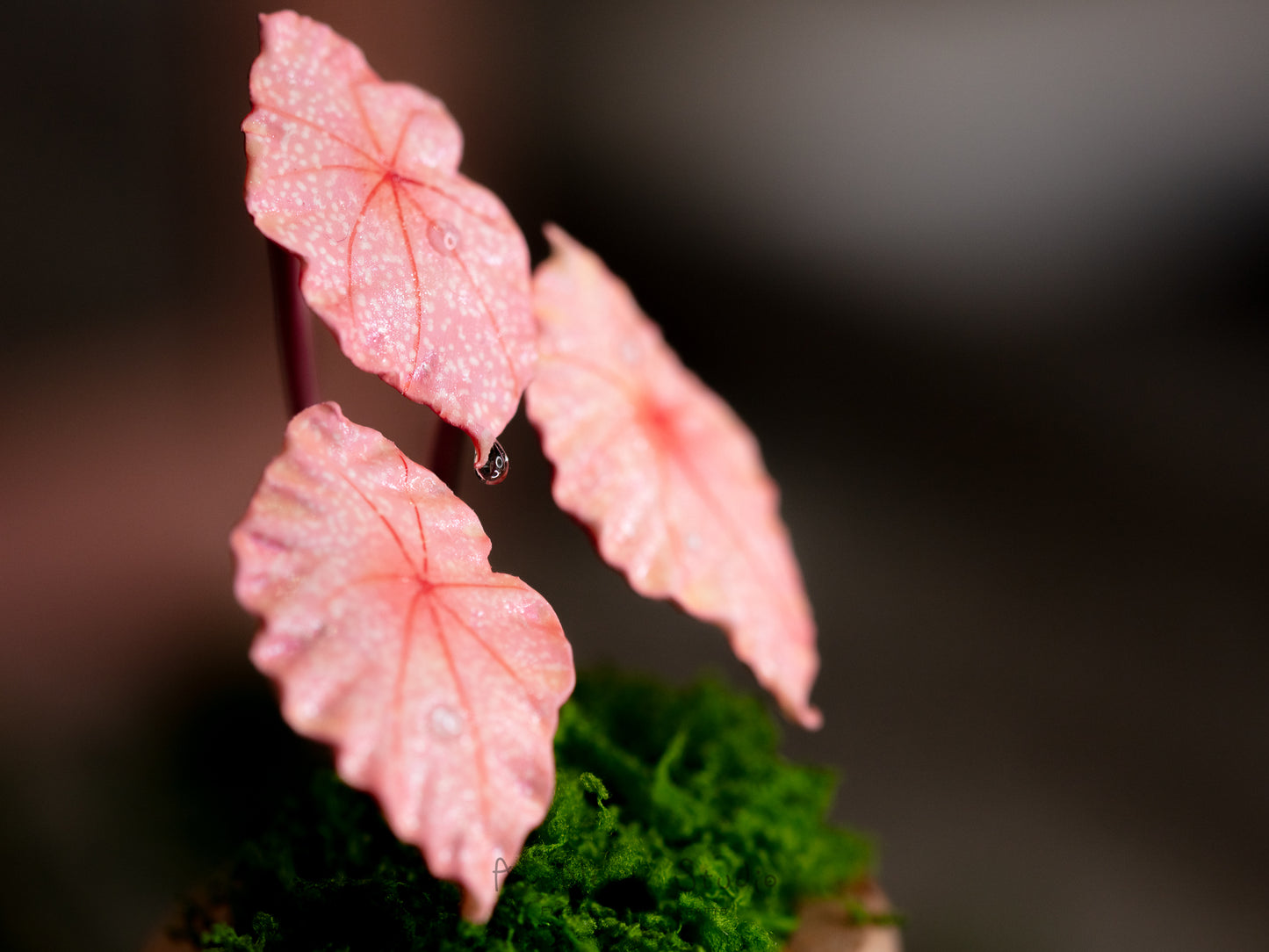 Begonia Rex- Clay Plant