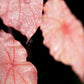 Begonia Rex- Clay Plant