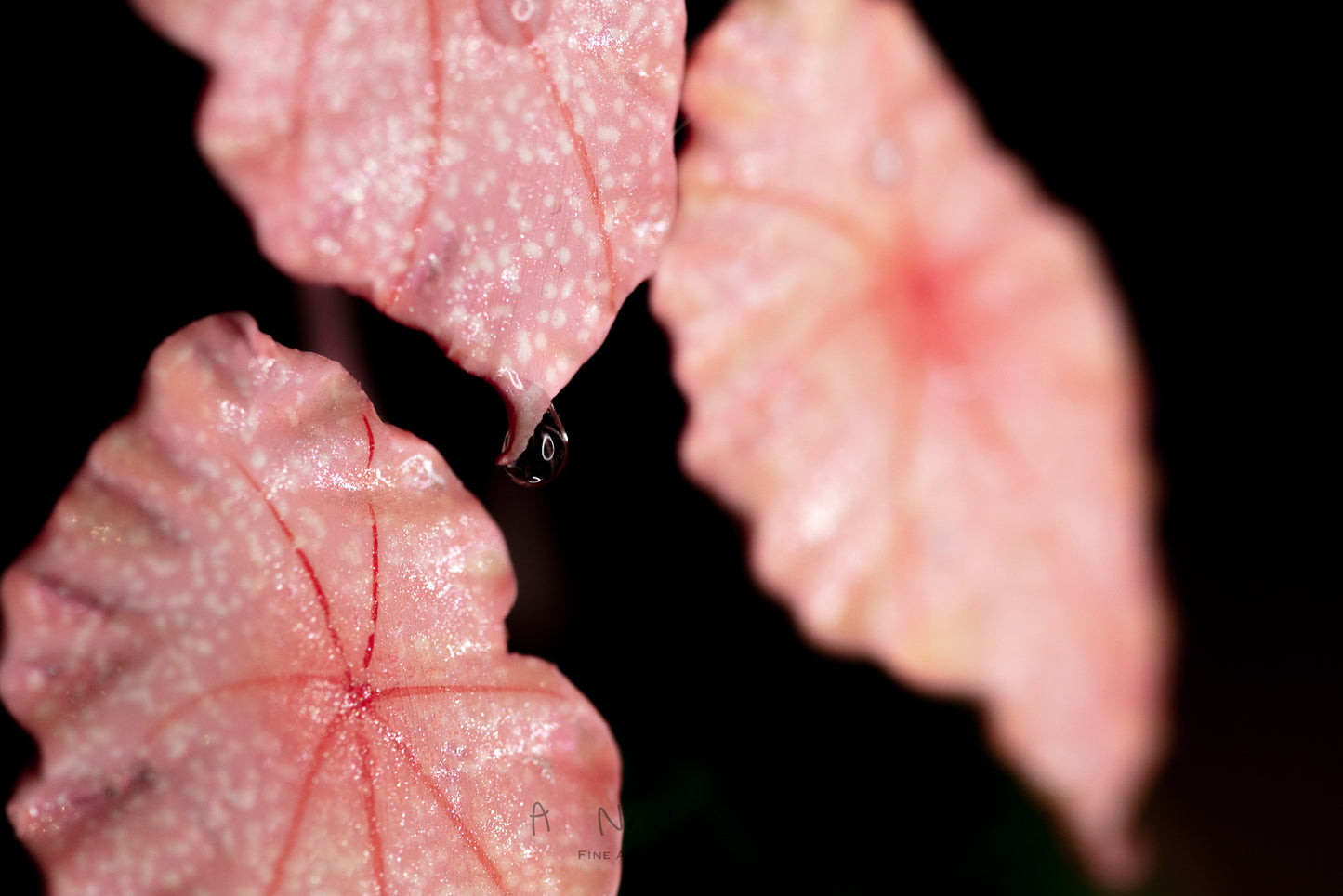 Begonia Rex- Clay Plant