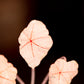Begonia Rex- Clay Plant