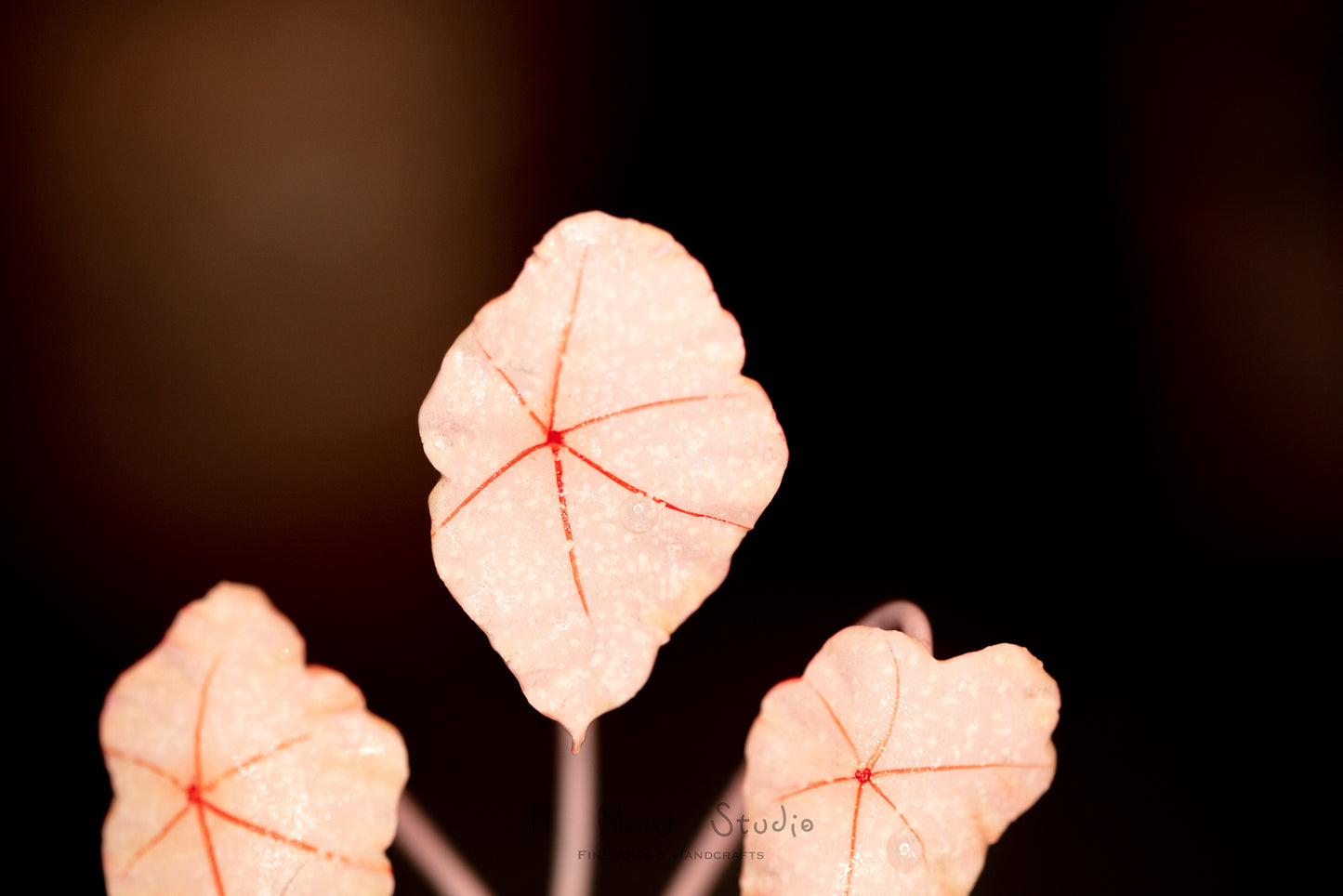 Begonia Rex- Clay Plant