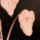 Begonia Rex- Clay Plant