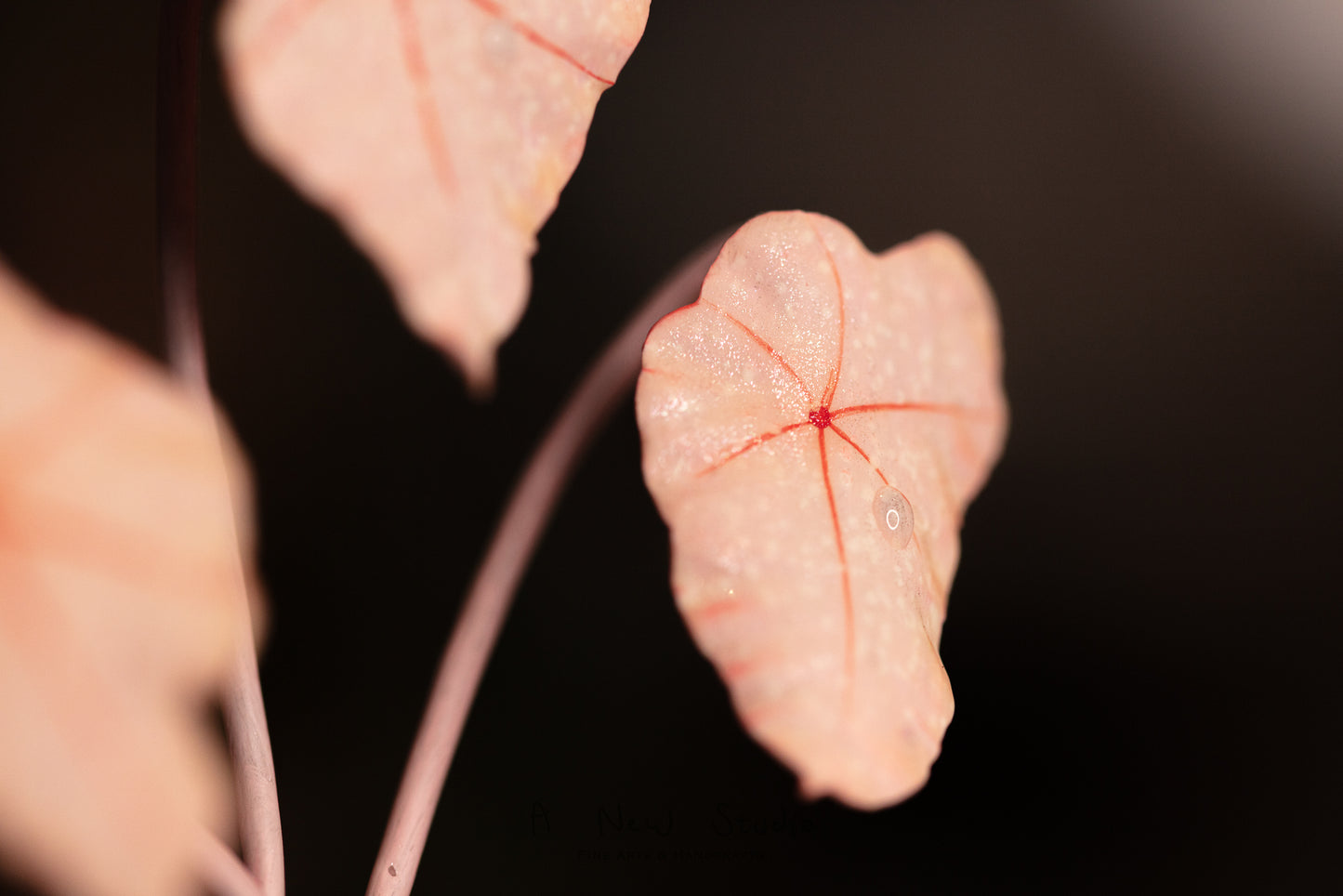 Begonia Rex- Clay Plant