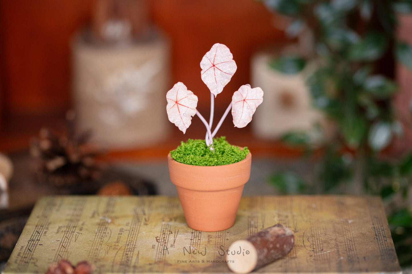 Begonia Rex- Clay Plant