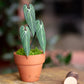 Anthurium Warocqueanum- Clay Plant