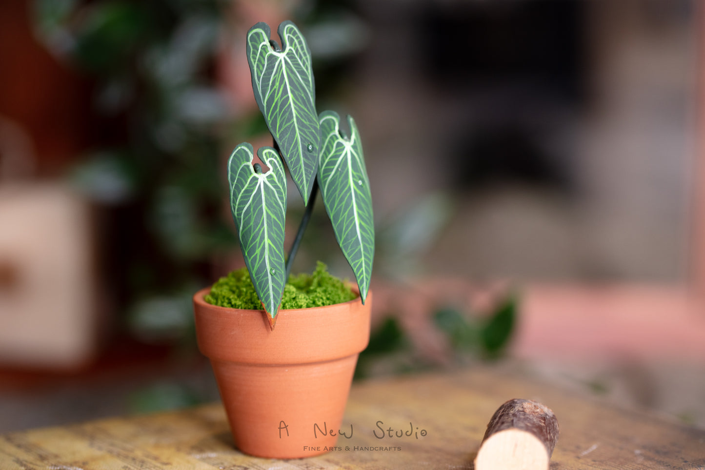 Anthurium Warocqueanum- Clay Plant