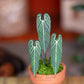 Anthurium Warocqueanum- Clay Plant