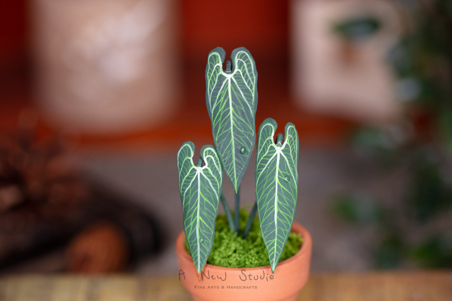 Anthurium Warocqueanum- Clay Plant