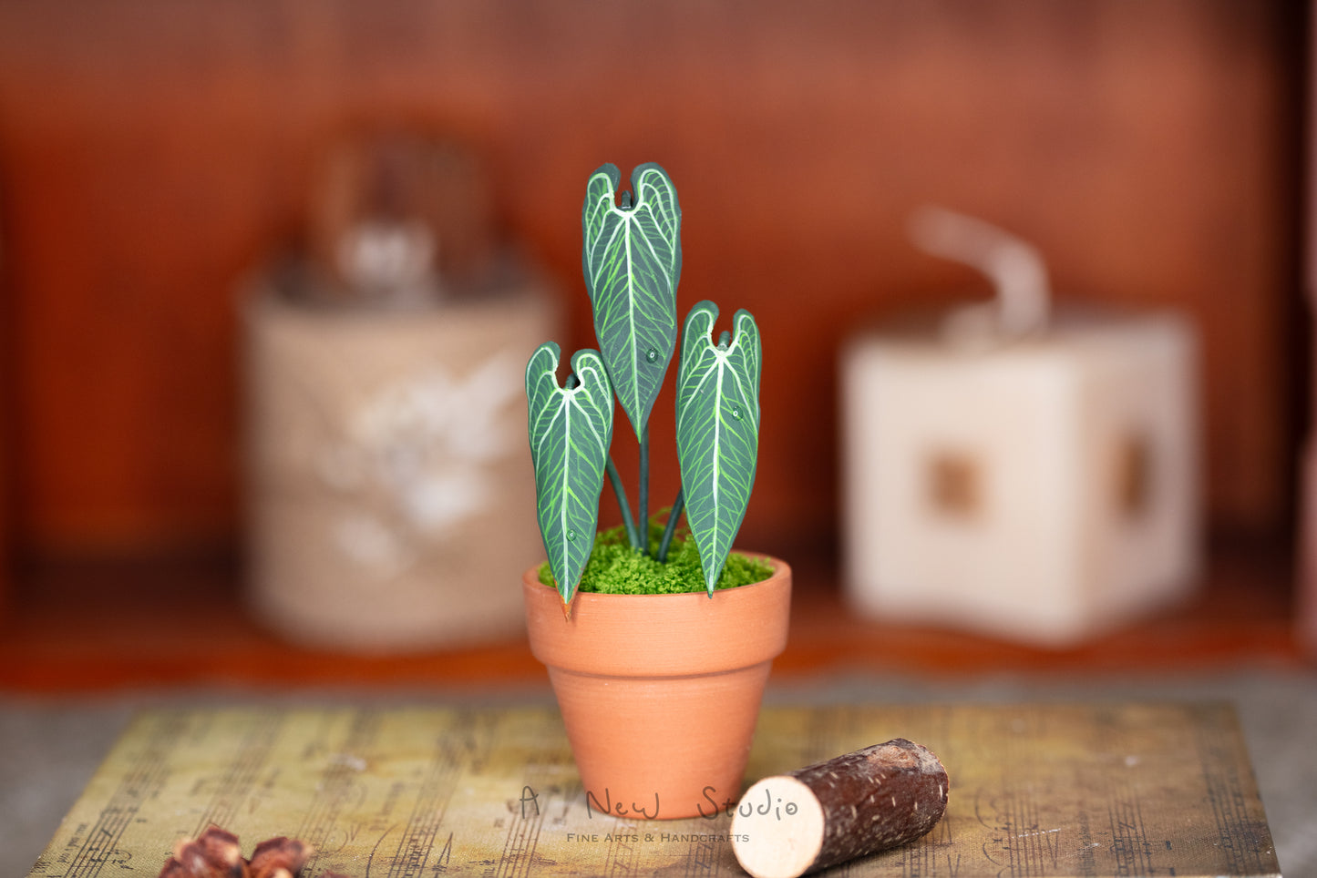 Anthurium Warocqueanum- Clay Plant