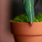 Anthurium Warocqueanum- Clay Plant