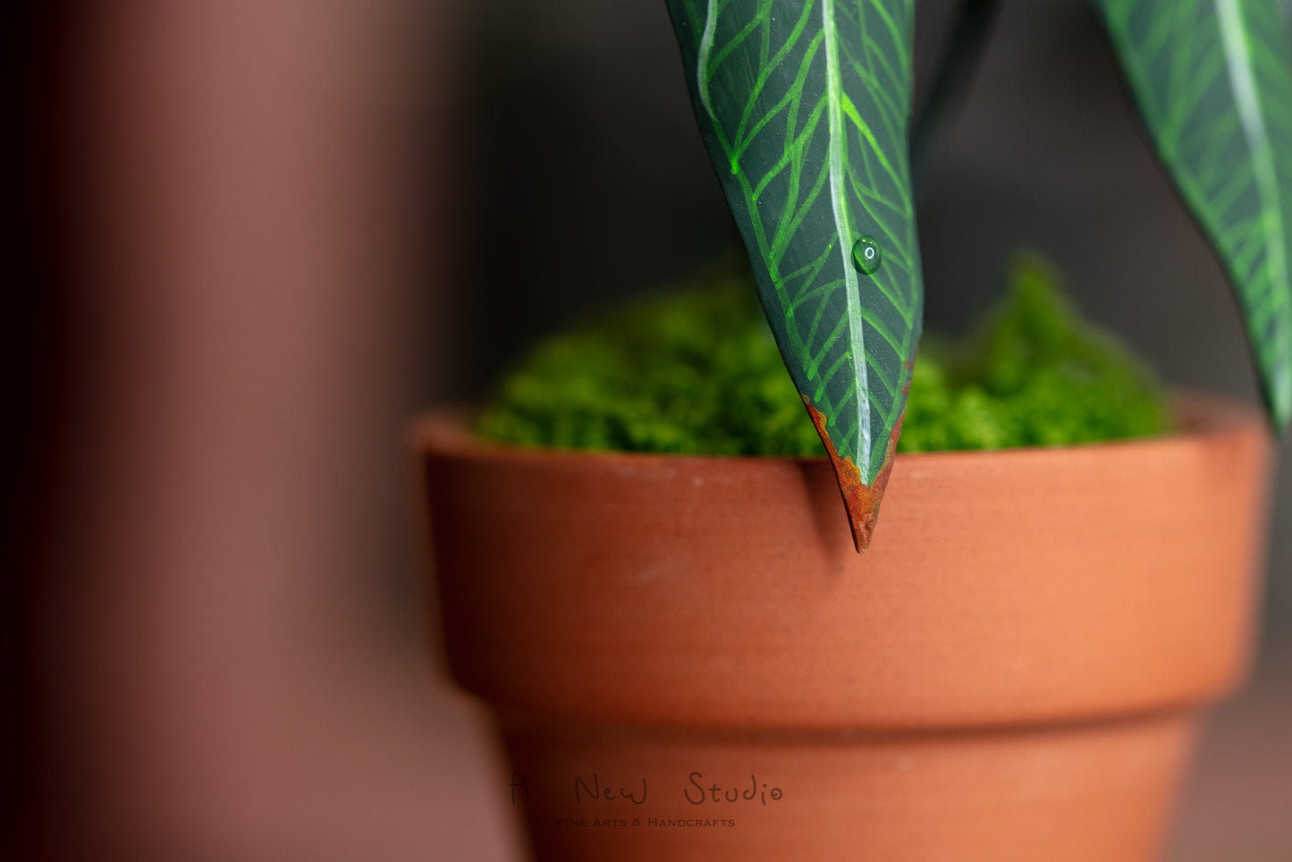 Anthurium Warocqueanum- Clay Plant