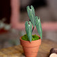 Anthurium Warocqueanum- Clay Plant