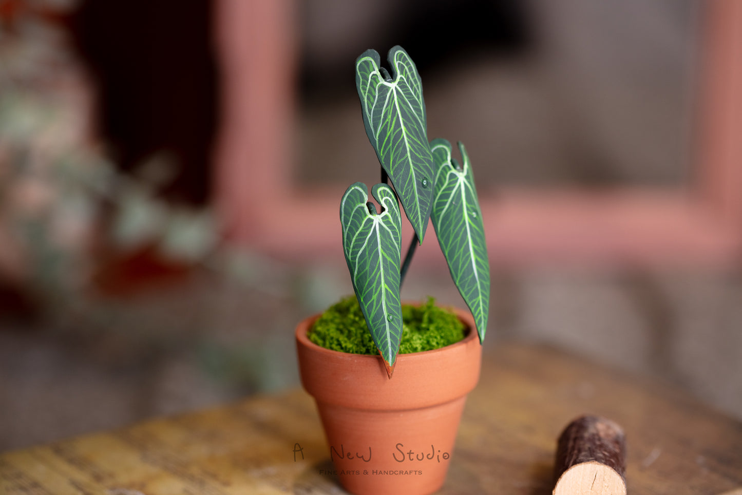 Anthurium Warocqueanum- Clay Plant