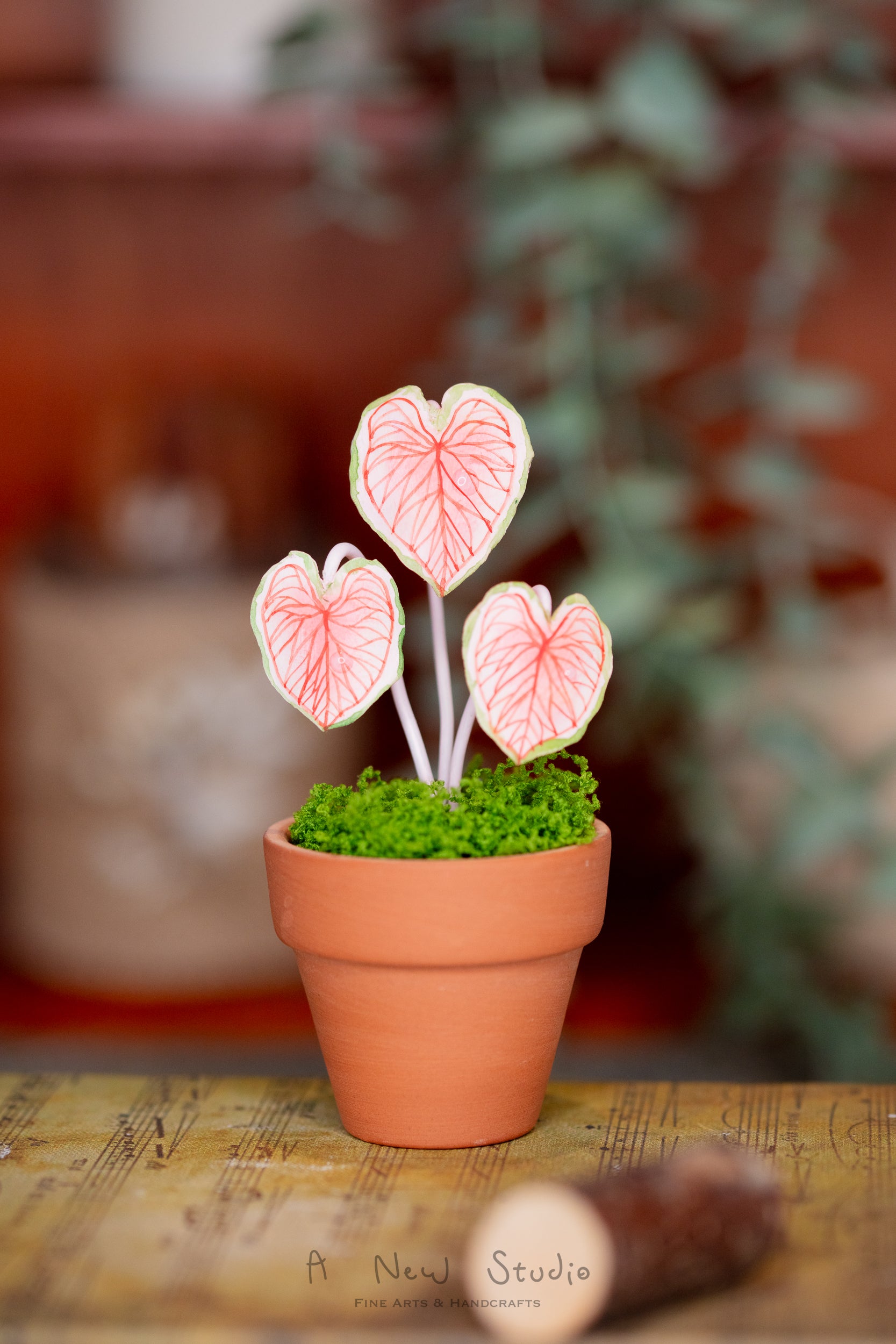 studio anthurium Anthurium Crystallinum- Clay Plant – A New Studio