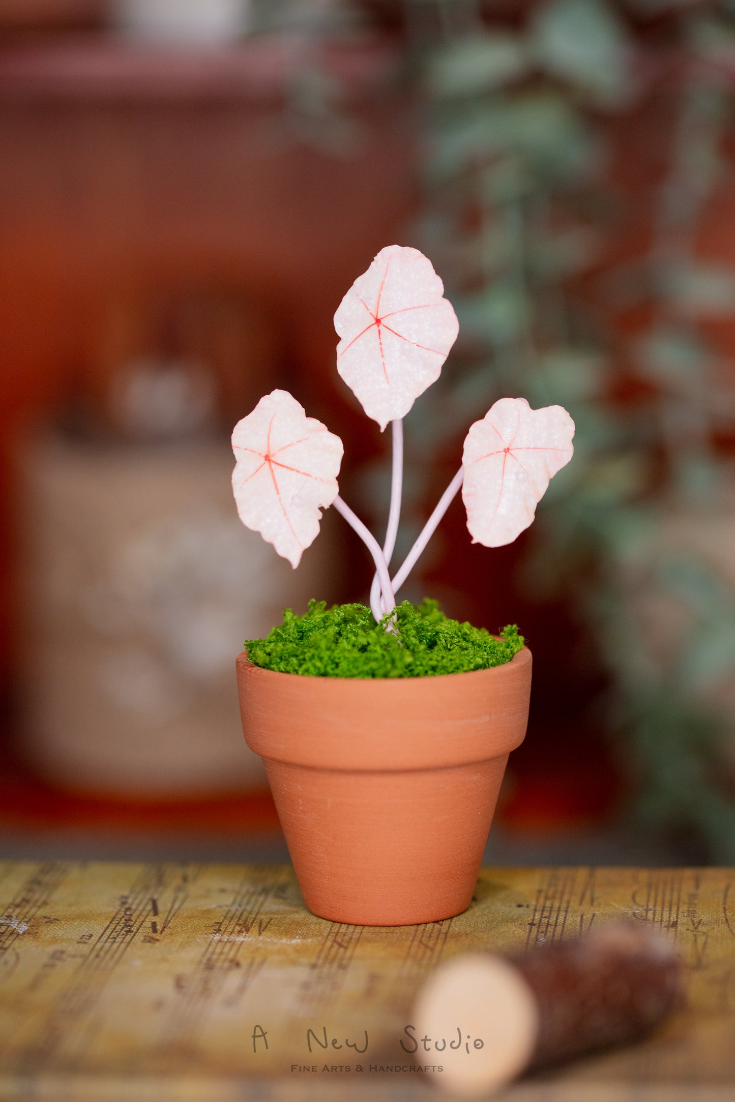 Begonia Rex- Clay Plant