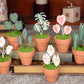 Begonia Rex- Clay Plant