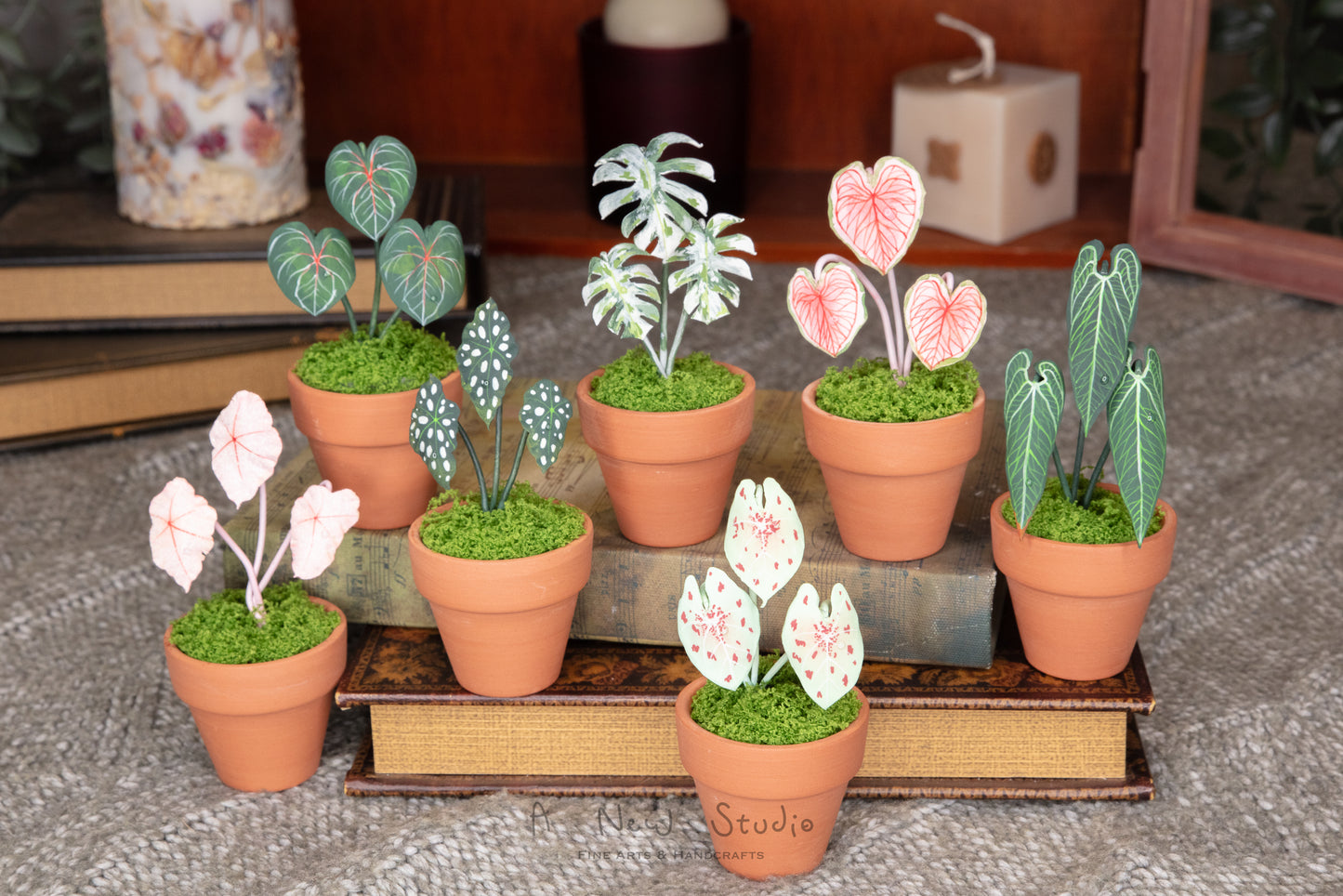 Anthurium Warocqueanum- Clay Plant