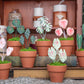 Anthurium Warocqueanum- Clay Plant