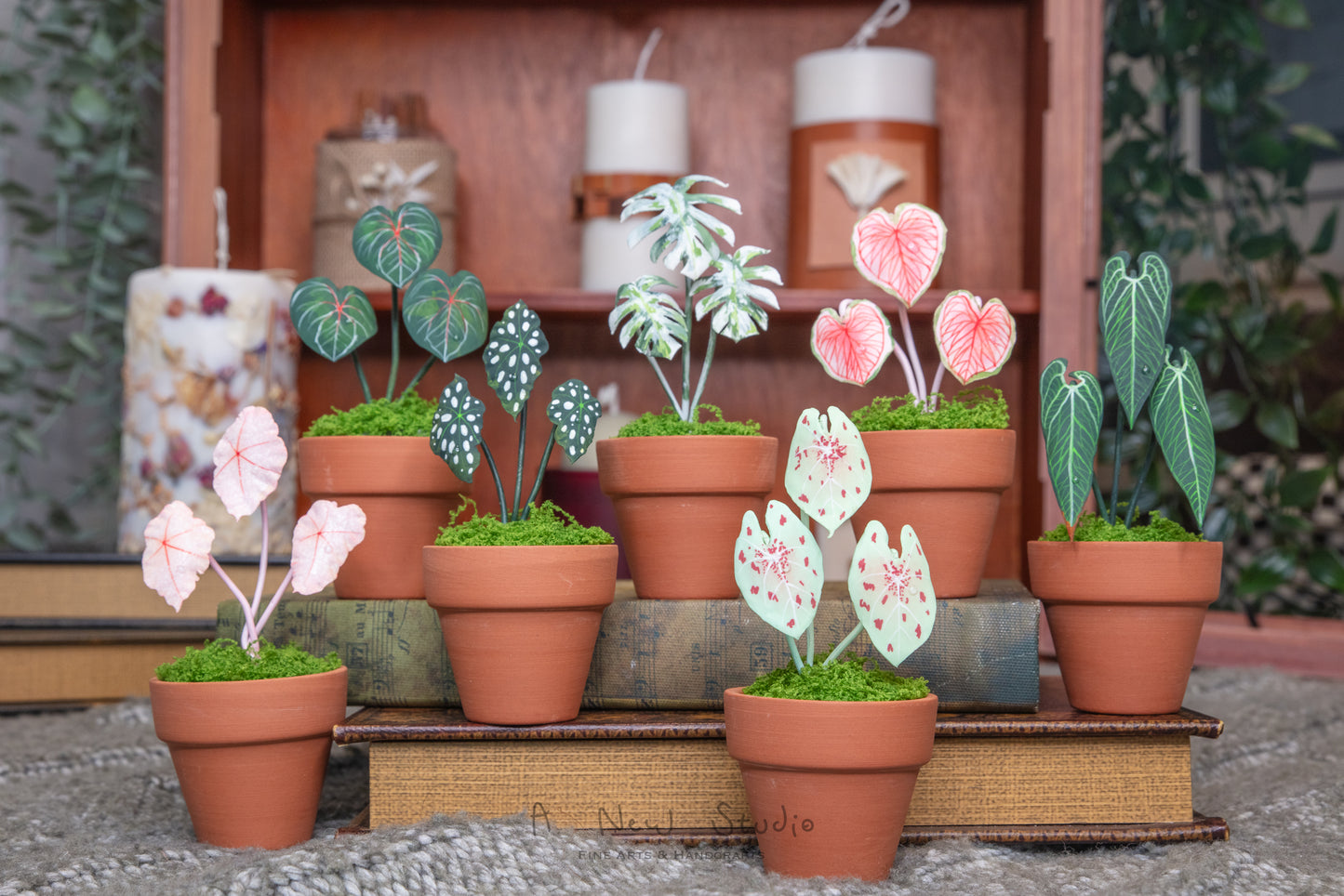 Anthurium Warocqueanum- Clay Plant